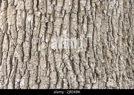 Écorce d'un fond de texture d'arbre Banque D'Images