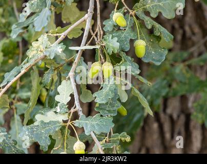 Des glands verts sur les branches de l'arbre Banque D'Images