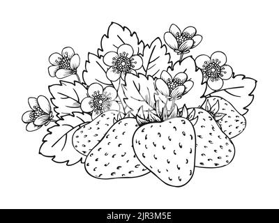 Fraise à fleur de brousse avec baies fleurs feuilles. Page de livre de coloriage de baies sauvages mûres entières et moelleuses. Délicieux fruits doux. Ensemble de fraises juteuses réalistes noir blanc dessin dessiné à la main Illustration de Vecteur