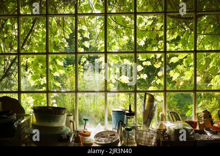 Vue sur les vignes à travers la grande fenêtre en verre dans la boutique d'antiquités. Banque D'Images