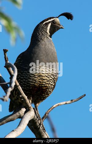 Ce Quail de Californie fait face au soleil du matin à Eagle Idaho USA en 2022. Banque D'Images