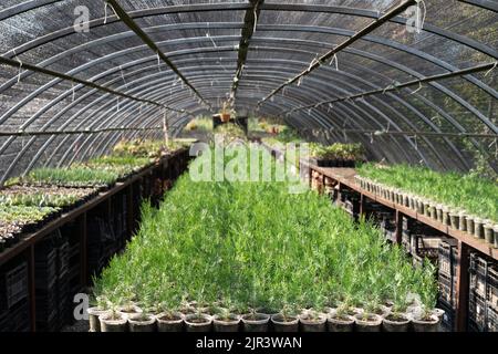 Grande plante de pépinière avec de jeunes conifères plantées en longues rangées sous une couverture protectrice Banque D'Images