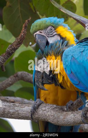Deux aras bleus et jaunes perching dans l'arbre dans le Pantanal du Brésil. Banque D'Images