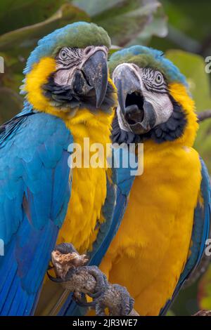 Deux aras bleus et jaunes perching dans l'arbre dans le Pantanal du Brésil. Banque D'Images