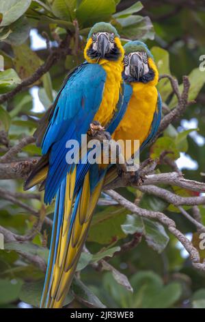 Deux aras bleus et jaunes perching dans l'arbre dans le Pantanal du Brésil. Banque D'Images