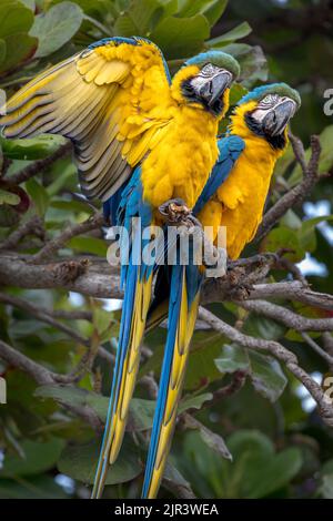 Deux aras bleus et jaunes perching dans l'arbre dans le Pantanal du Brésil. Banque D'Images