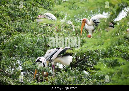 Un troupeau de cigognes peintes qui sont des oiseaux migrateurs se reposent au zoo de New Delhi en Inde Banque D'Images