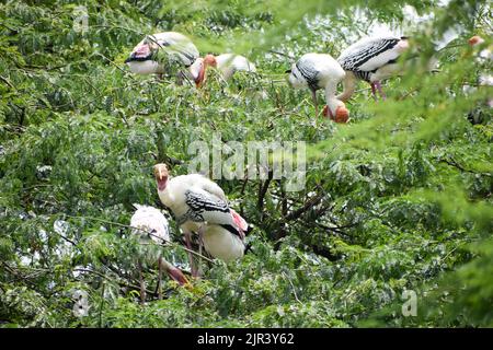 Un troupeau de cigognes peintes qui sont des oiseaux migrateurs se reposent au zoo de New Delhi en Inde Banque D'Images