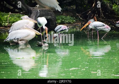 Un troupeau de cigognes peintes qui sont des oiseaux migrateurs se reposent au zoo de New Delhi en Inde Banque D'Images