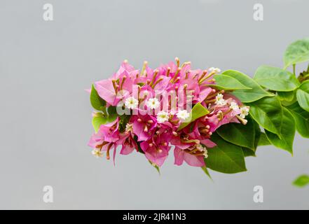 Branche Bougainvillea en fleurs roses dans une tache de fleur sur un fond gris Banque D'Images