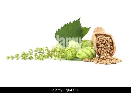 Sautez des cônes et des fleurs près de graines de blé qui se répandent dans une pelle en bois, la bière brassicole et les ingrédients de la pharmacie Banque D'Images