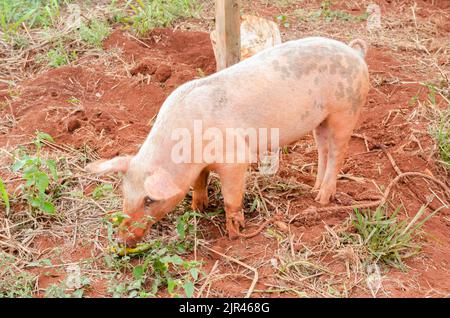 Un cochon de sanglier attaché à l'extérieur sur un sol meuble Banque D'Images