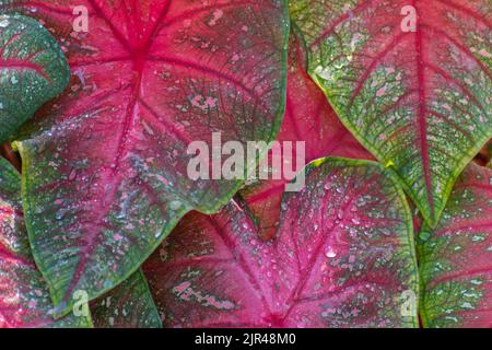 Image horizontale des grandes feuilles rouges et vertes de caladium. Banque D'Images