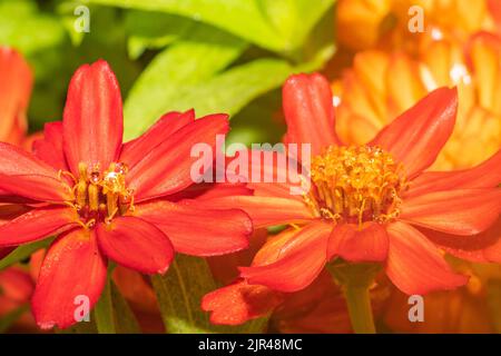 Deux fleurs de zinnia orange sur fond vert. Banque D'Images