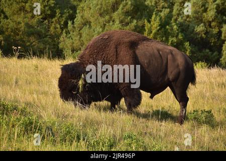 Pâturage du bison dans un champ avec une longue herbe épaisse dans le Dakota du Sud. Banque D'Images