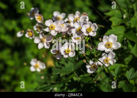 Plante ornementale anémone japonaise (Anemone hupehensis) avec des fleurs blanches-roses délicates Banque D'Images