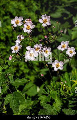 Belle plante ornementale japonaise anémone (Anemone hupehensis) avec des fleurs blanches-roses délicates Banque D'Images