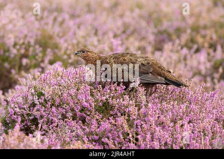 Tétras rouge, Nom scientifique : lagopus Lagopus, orienté à gauche et se nourrissant de bruyère pourpre à la fin de l'été. Arrière-plan flou. Yorkshire Dales, Royaume-Uni. Hor Banque D'Images
