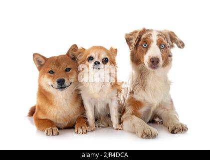 Berger américain miniature, chihuahua et shiba inu devant un fond blanc Banque D'Images