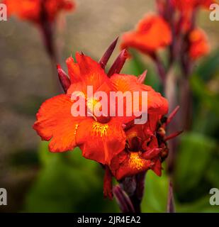 Fleur rouge dans les forêts tropicales du Costa Rica et aussi dans les climats tropicaux. Banque D'Images