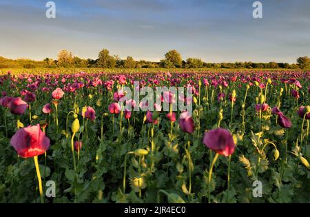 Paysage avec beau coucher de soleil sur champ de coquelicots Banque D'Images