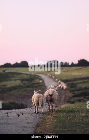 Moutons debout au-dessus d'une digue dans le nord de l'Allemagne. Photo de haute qualité Banque D'Images