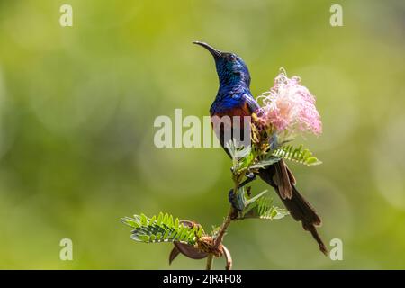 Sunbird à chous rouges - Cinnyris erythrocercus, magnifique oiseau de perching de couleur provenant de buissons et de jardins africains, Ouganda. Banque D'Images