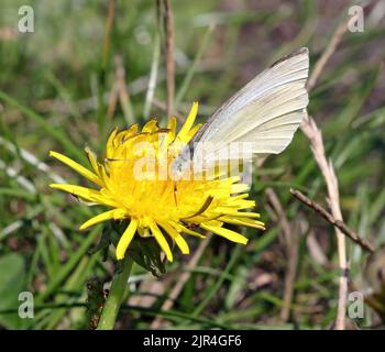 Un grand papillon blanc (ou chou) (Pieris brassicae) se nourrissant du nectar d'une fleur de pissenlit. Banque D'Images