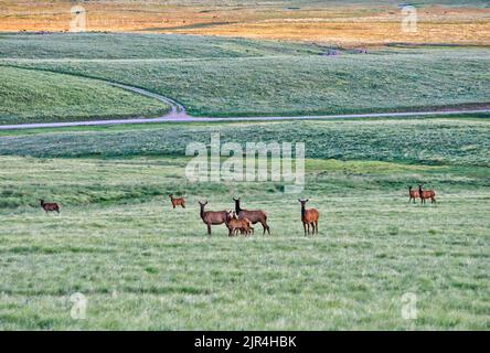 Troupeau d'élans à Valle Grande, tôt le matin, réserve nationale de Valles Caldera, Nouveau-Mexique, États-Unis Banque D'Images
