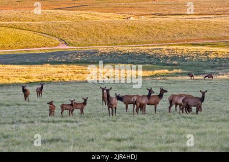 Troupeau d'élans à Valle Grande, tôt le matin, réserve nationale de Valles Caldera, Nouveau-Mexique, États-Unis Banque D'Images