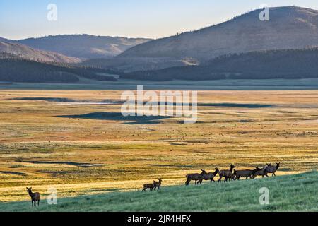 Troupeau d'élans à Valle Grande, tôt le matin, réserve nationale de Valles Caldera, Nouveau-Mexique, États-Unis Banque D'Images