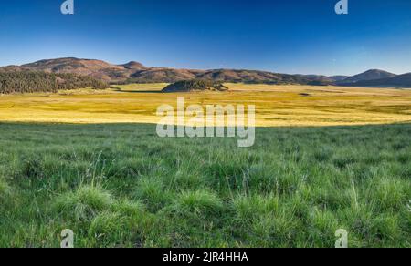 Herbage montagnard à Valle Grande, Redondo Peak sur la gauche, Cerro la Jara au centre, tôt le matin, à la réserve naturelle de Valles Caldera, Nouveau-Mexique, États-Unis Banque D'Images