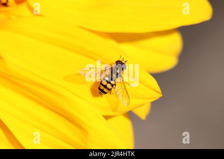 Hoverfly on sunflower Banque D'Images