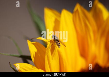 Hoverfly on sunflower Banque D'Images