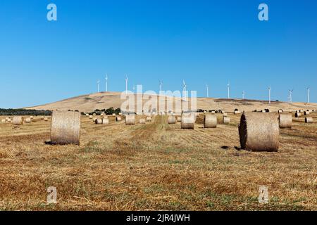 Waubra Australie / balles de foin dans un champ rural Waubra Victoria Australie. Banque D'Images