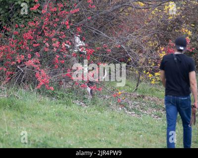 Blanc et noir Pit bull chien jouant parmi les Brambles et buissons de plantes avec des fleurs rouges. Banque D'Images