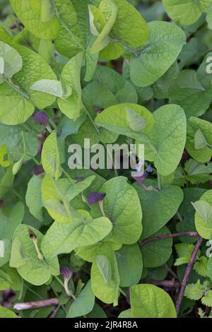 Emose, Emoût de naissance à feuilles rondes (Aristolochia rotunda), floraison Banque D'Images