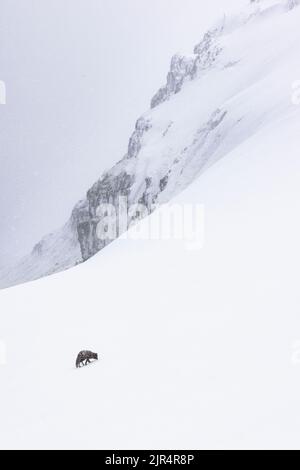 Un cliché vertical d'un renard arctique dans la réserve naturelle de Hornstrandir, en Islande Banque D'Images