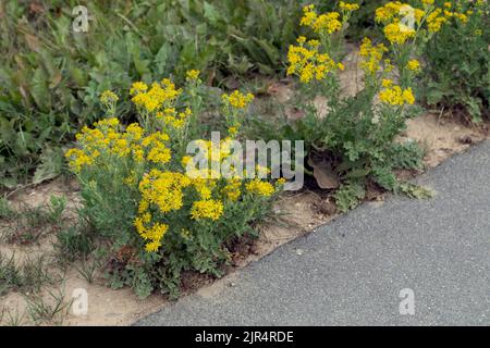 Ragwort commun, girllage willie, ragwort Tansy, ragwort Tansy (Senecio jacobaea), floraison au bord de la route, Allemagne Banque D'Images