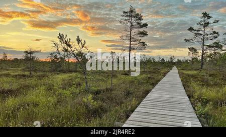 Promenade en bois qui mène sur les marais et les landes en lituanie au coucher du soleil Banque D'Images