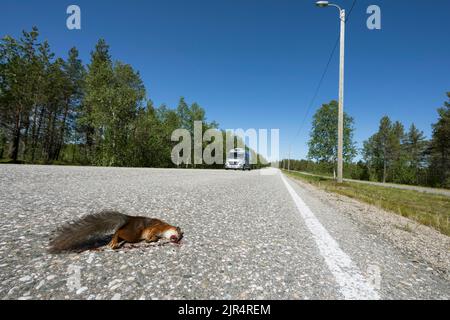 Écureuil rouge européen, écureuil rouge eurasien (Sciurus vulgaris), mort sur la route, Scandinavie Banque D'Images