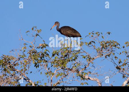 Limpkin (Aramus guarauna), sur un arbre, Brésil, Pantanal Banque D'Images