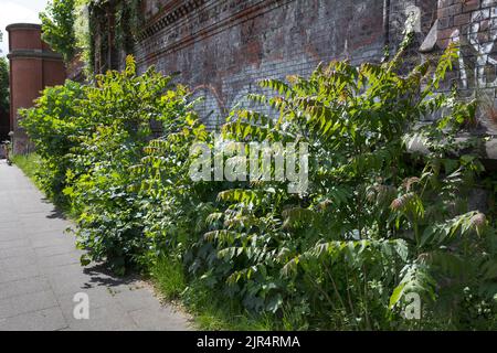 Arbre du ciel, arbre du ciel (Ailanthus altissima, Ailanthus glandulosa), croissance de la souche le long d'un mur, Allemagne Banque D'Images