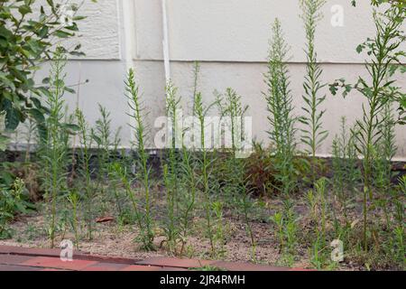 Le cheval cousu, fulabane canadien (Conyza canadensis, Erigeron canadensis), pousse dans un champ de débris, en Allemagne Banque D'Images