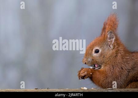 Écureuil rouge européen, écureuil rouge eurasien (Sciurus vulgaris), mangeant des graines de tournesol, vue latérale, Allemagne Banque D'Images