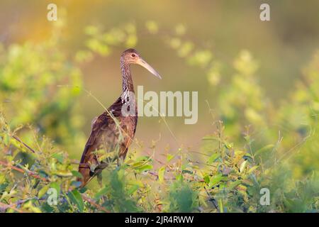 Limpkin (Aramus guarauna), sur un arbre, Brésil, Pantanal Banque D'Images