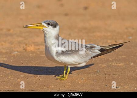 Sterne à gros bec (Phaetusa simplex), debout sur le sol, Brésil, Pantanal Banque D'Images