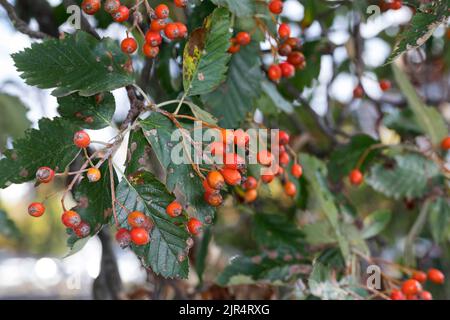 Whitebeam suédois (Sorbus intermedia), fruiting twigg, Allemagne Banque D'Images