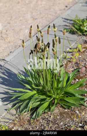 Plantain Buckhorn, anglais, plantain plantain lancéole, rib de l'herbe, l'herbe d'ondulation (Plantago lanceolata), blooming, Allemagne Banque D'Images