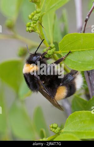 L'abeille Bumble à queue de poule (Bombus terrestris ssp. Dalmatinus), est assise sur une tige, Croatie, Croatie Banque D'Images